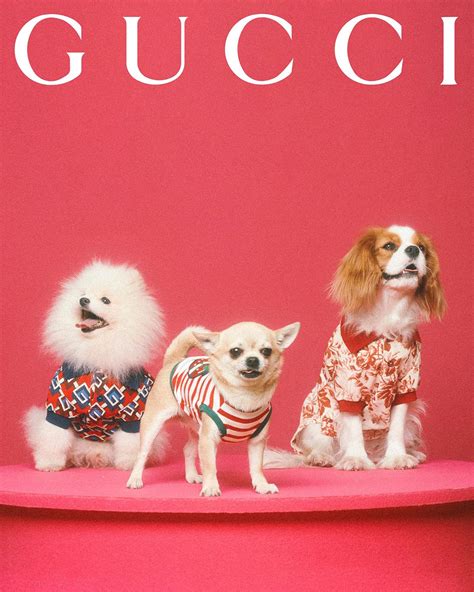 gucci pet heren limited edition|gucci pet accessories.